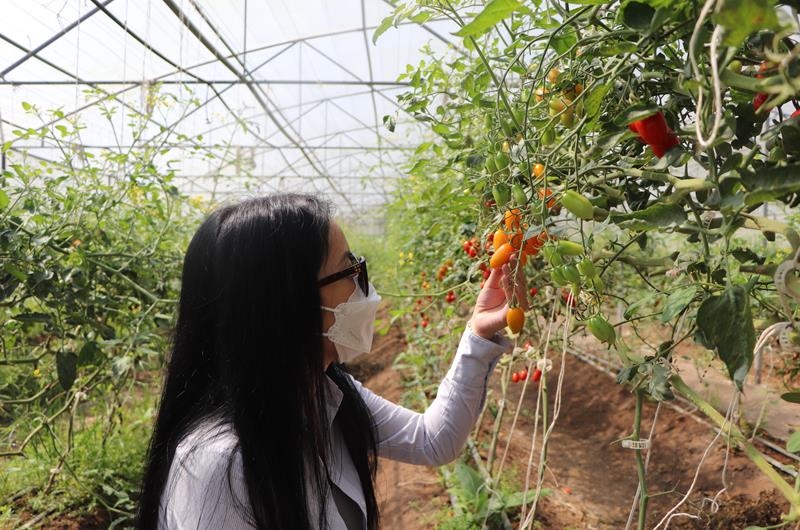 Mô hình ứng dụng công nghệ cao trồng rau, trái sạch trong nhả màng tại H.Xuân Lộc