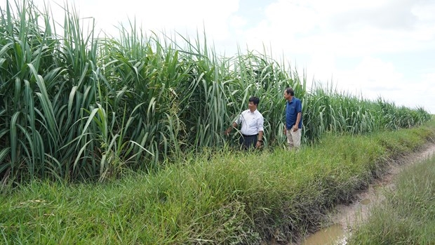 Diện tích trồng mía tại Tây Ninh. 