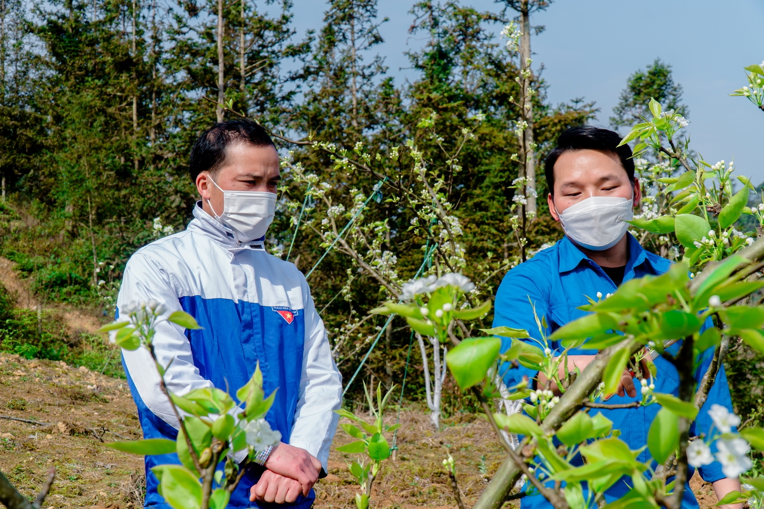 Anh Thào Seo Lìn hướng dẫn kỹ thuật trồng lê Tai Nung