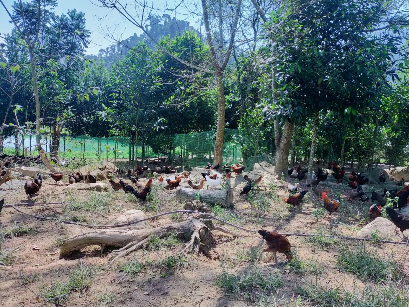 Đàn gà hộ anh Quang Văn Trung tại bản Piêng Lâng, xã Nậm Giải, huyện Quế Phong