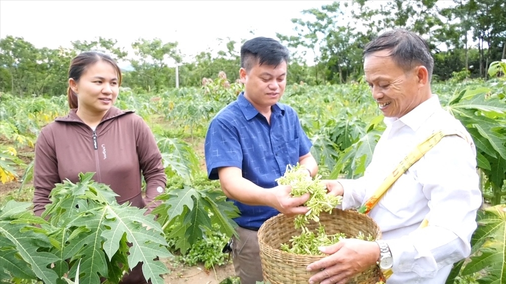 Đồng bào dân tộc thiểu số tại huyện Lang Chánh đã chuyển đổi sang trồng cây đu đủ, mở hướng đi mới trong phát triển nông nghiệp, giúp xoá đói giảm nghèo.