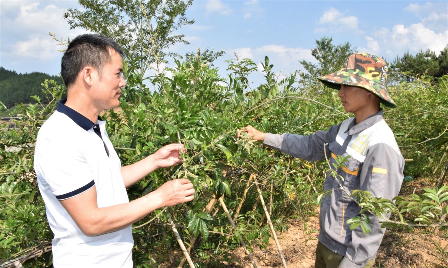 Mô hình trồng cây dược liệu của HTX Long Hiếu, huyện Sốp Cộp. Ảnh: Trường Sơn