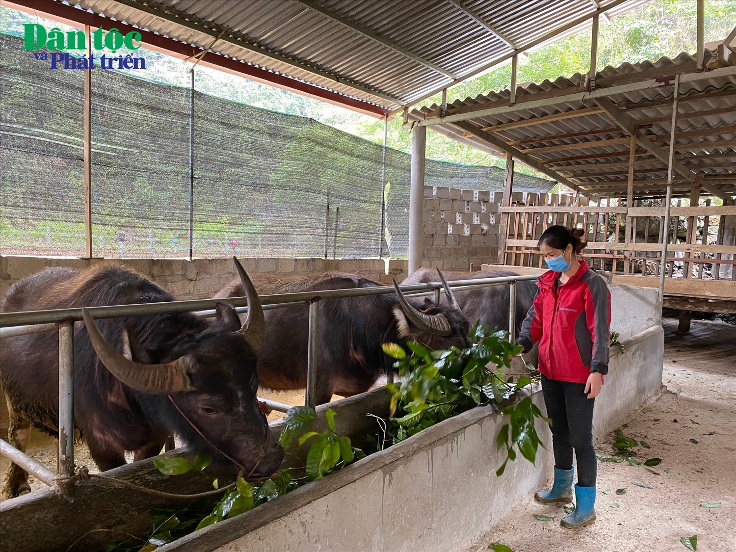 Bổ sung chất khoáng, vitamin và cho uống nước ấm để tăng cường sức khỏe cho đàn vật nuôi