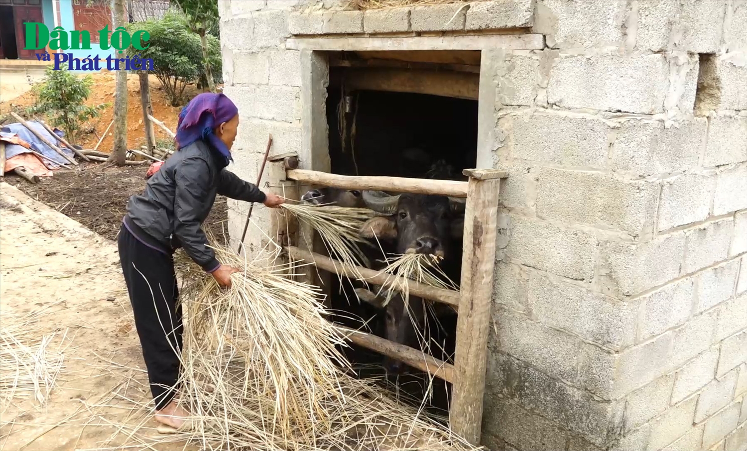 Gia đình bà Hà Thị Phan, xã Quảng Lạc, thành phố Lạng Sơn bổ sung thức ăn như chuối, ngô, tinh bột cho đàn gia súc