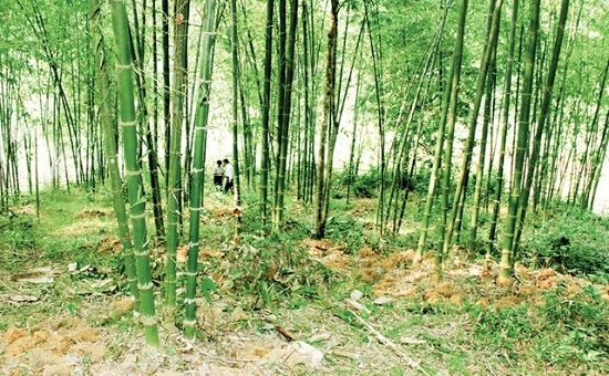 Toàn xã Vân Am (Ngọc Lặc, Thanh Hóa) đã tập trung được hơn 200 ha để tiến hành phục tráng rừng luồng và nâng cao hiệu quả kinh tế từ cây luồng.