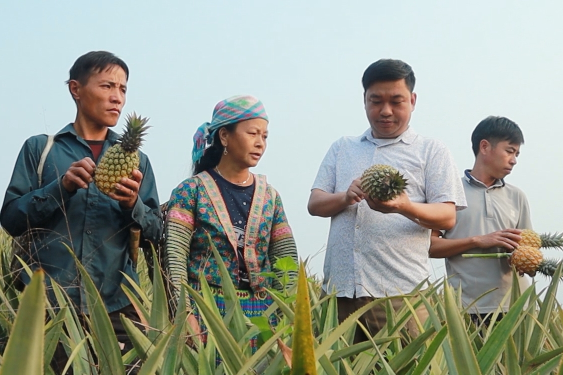 Trên địa bàn Nậm Nhùn, tỉnh Lai Châu bước đầu hình thành một số vùng sản xuất tập trung, liên kết sản xuất - tiêu thụ sản phẩm. (Trong ảnh: Mô hình trồng dứa tập trung trên diện tích 3,5 ha tại các xã Nậm Hàng, Nậm Manh, Nậm Pì, Trung Chải)
