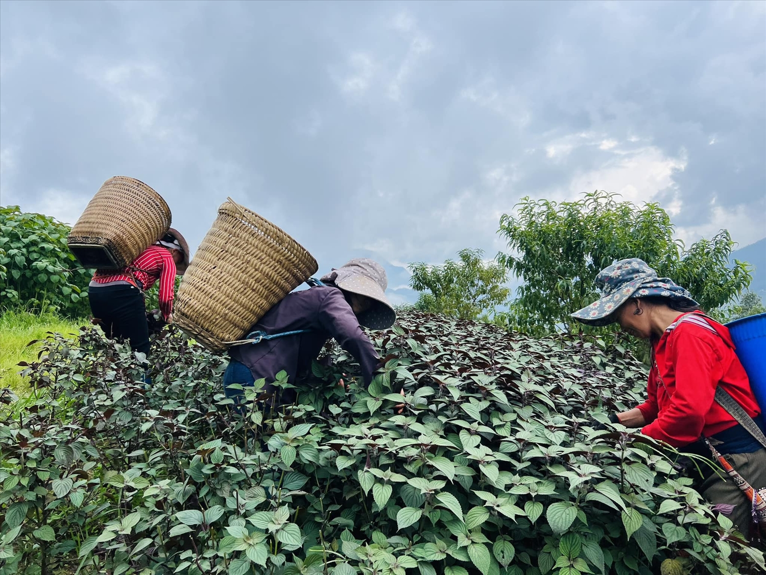 Người dân thu hoạch tía tô tại xã Tả Phìn.