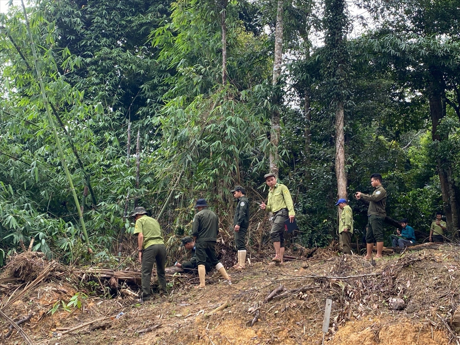 Cơ quan chức năng kiểm tra khu vực cây rừng bị đốn hạ