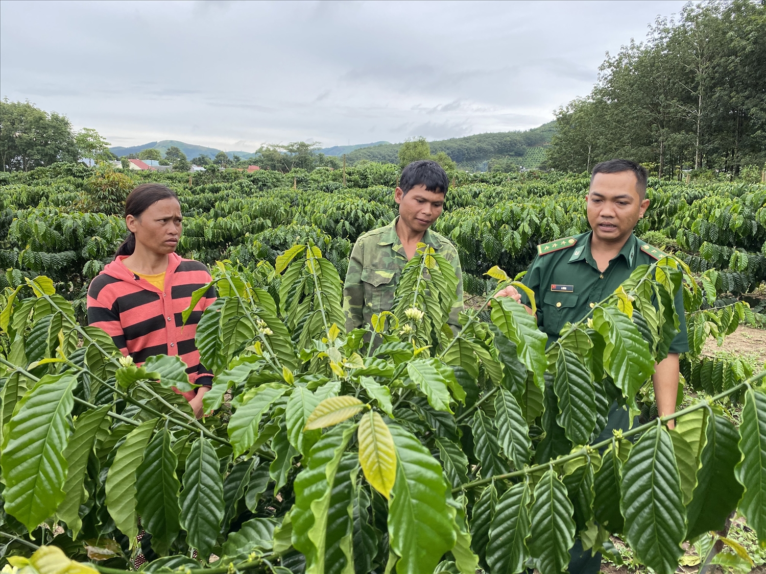 Đảng viên là Bộ đội Biên phòng hướng dẫn đồng bào DTTS xã Pờ Y, huyện Ngọc Hồi cách chăm sóc cây cà phê