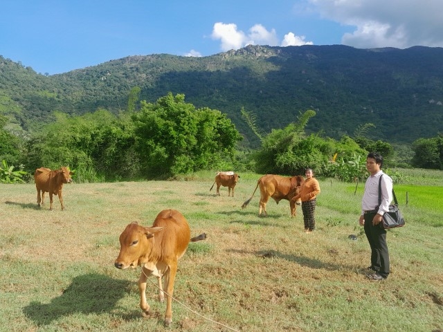 Nông dân huyện Bác Ái phát triển chăn nuôi gia súc theo hướng bền vững.