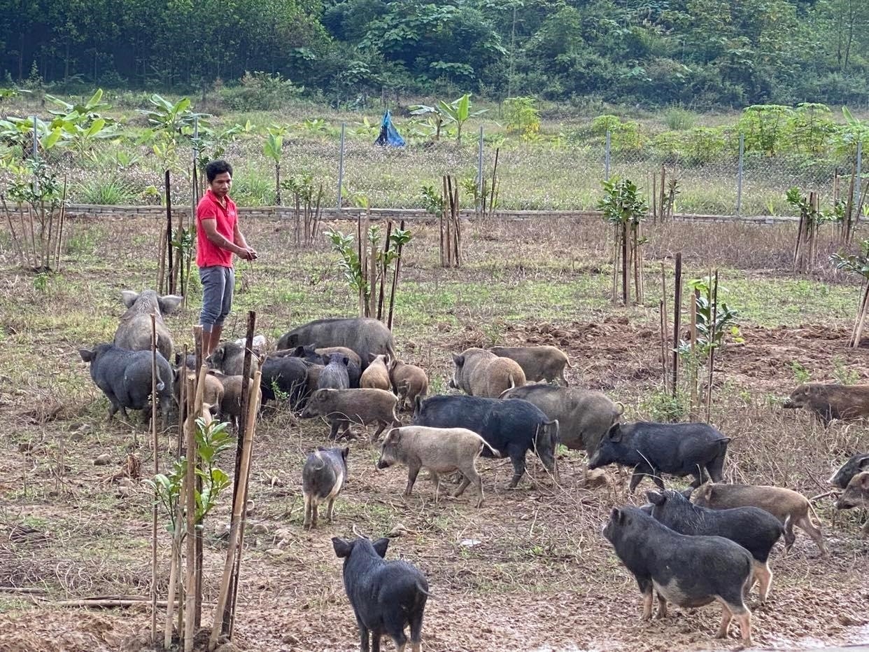 Mô hình chăn nuôi kết hợp lâm nghiệp giúp bà con dân tộc thiểu số ở Nam Giang có thêm thu nhập. Ảnh: baoquangnam