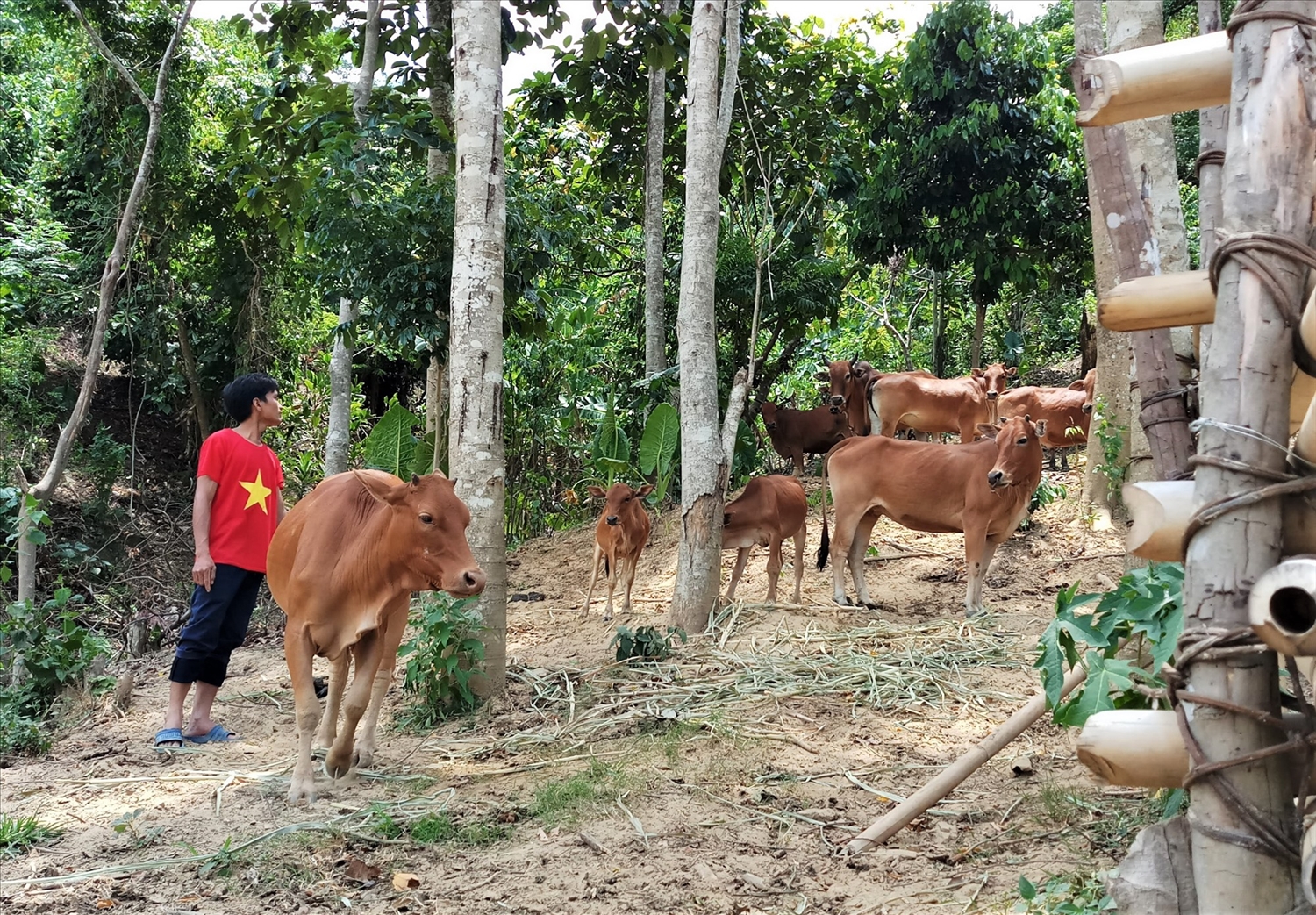 Mô hình nuôi bò cũng đã phát huy hiệu quả, đem lại đời sống ổn định cho người dân