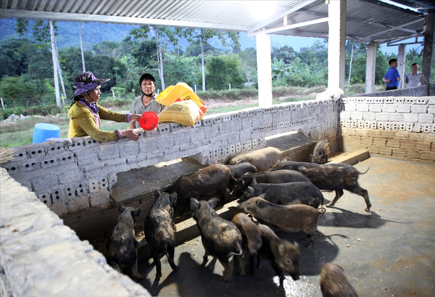  Mô hình chăn nuôi heo đen bản địa đem đến nhiều sự chuyển biến rõ rệt trong đời sống của người dân tộc ở Nam Giang.