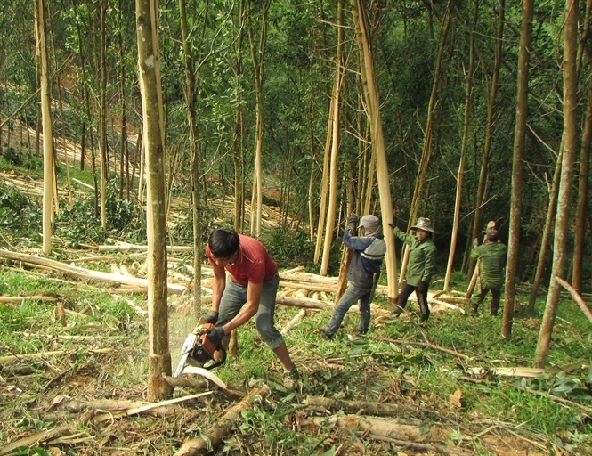 Nhờ phát triển rừng mà nhiều hộ dân ở huyện Con Cuông đã thoát nghèo