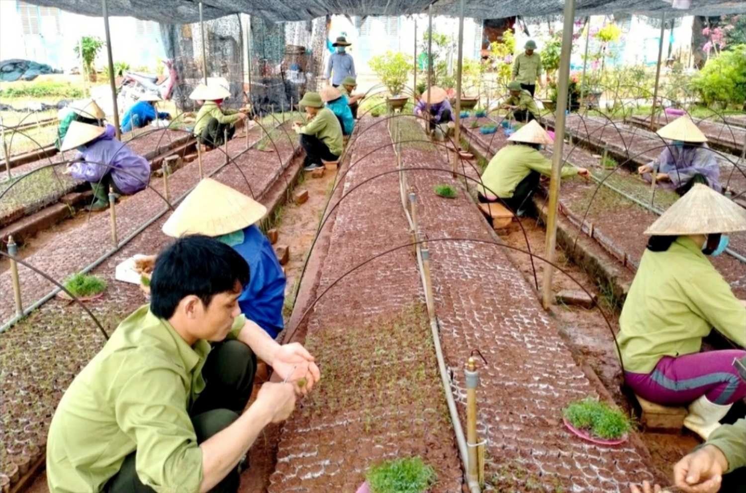 Vườn ươm keo giống của công ty TNHH MTV nông nghiệp sông Hiếu đóng tại huyện Nghĩa Đàn