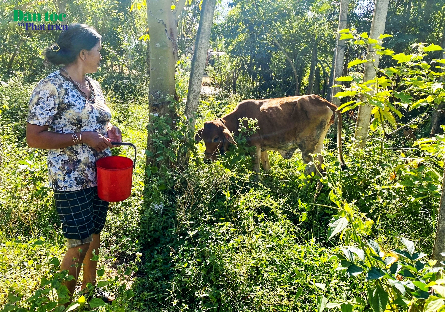 Bà Y Mék ở thôn Kon Prông, xã Ngọk Wang và con bò mới được xã hỗ trợ trị giá 16,5 triệu đồng