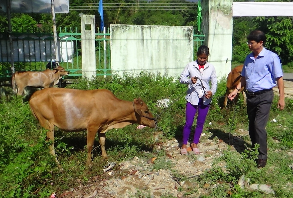 Huyện Khánh Vĩnh tập trung triển khai mô hình nuôi bò tập trung, nâng cao hiệu quả kinh tế.