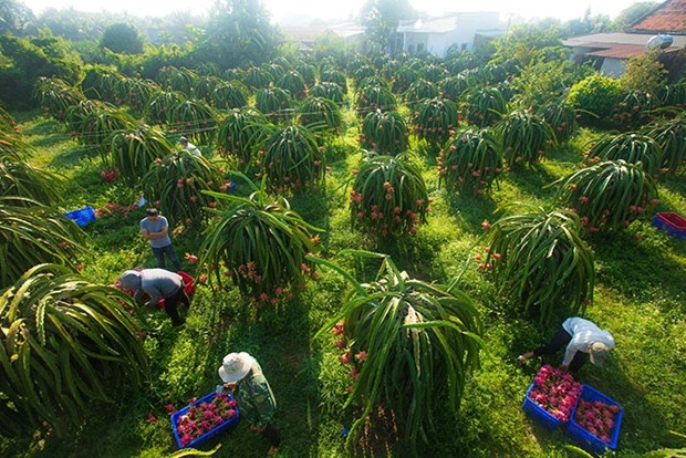 Người dân Bình Thuận thu hoạch thanh long (ảnh minh họa)