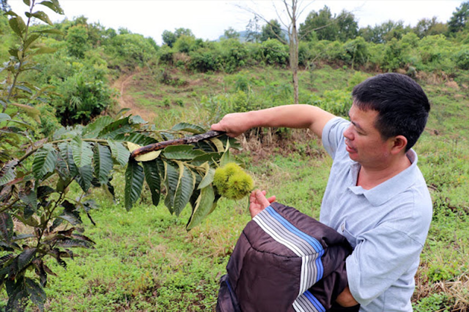  Huyện Trùng Khánh đã chú trọng phát triển cây hạt dẻ trở thành cây chủ lực của địa phương.
