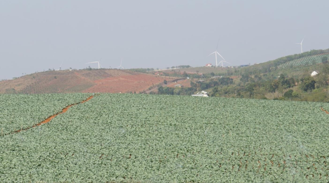 Vùng sản xuất rau xanh quy mô lớn ở huyện Tuy Đức. Ảnh baodaknong
