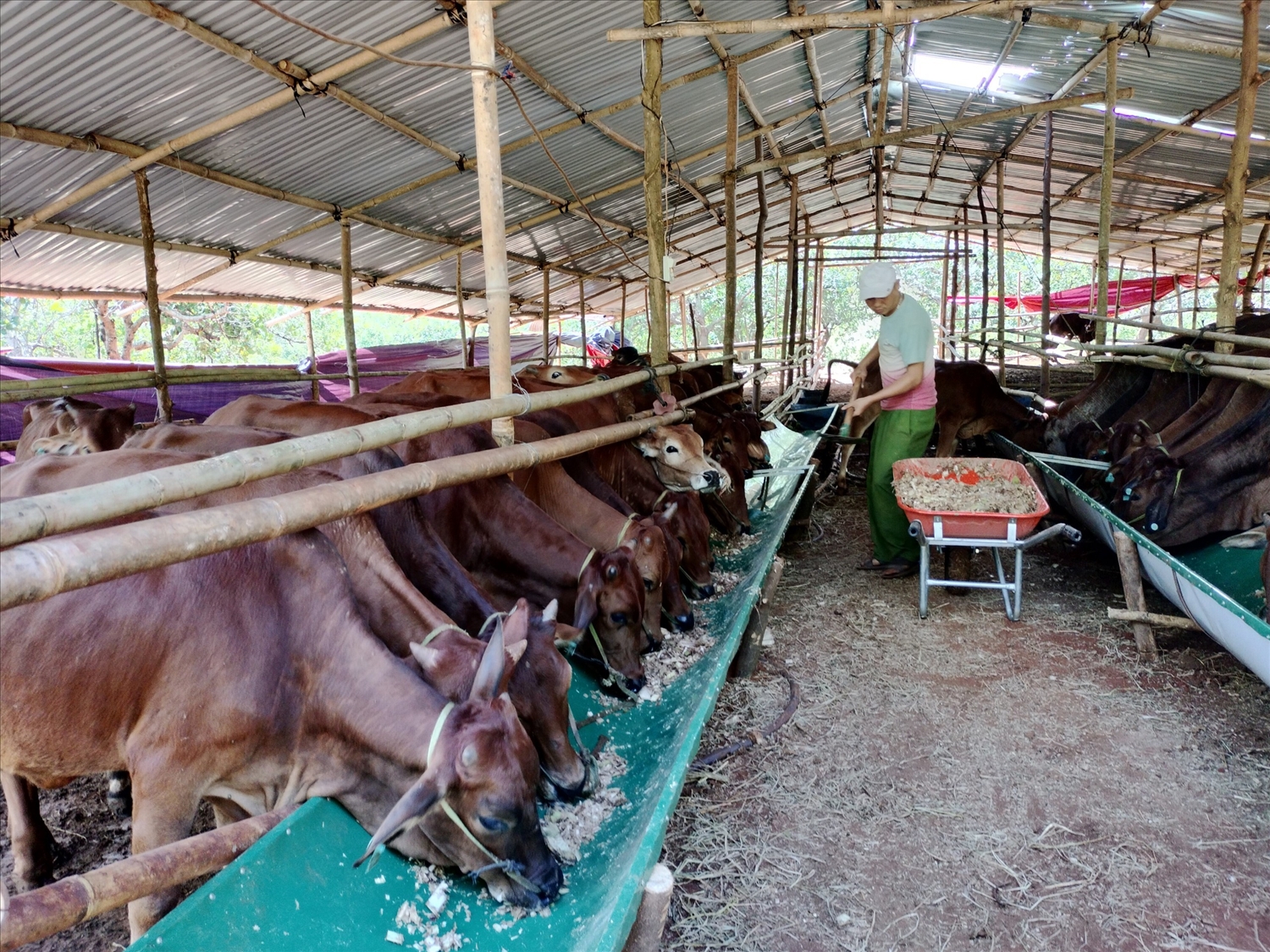 Mô hình chăn nuôi bò lai sinh sản, hỗ trợ 38 con bò cái giống, máy móc vật tư cho 19 hộ dân tại xã Bù Gia Mập