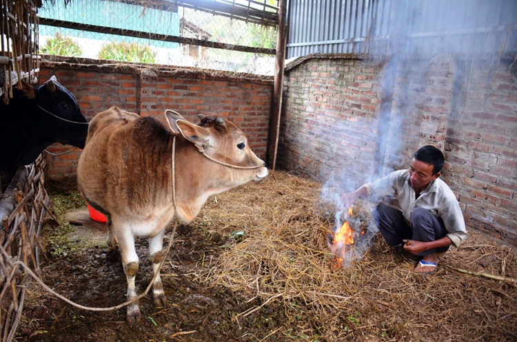 Người dân đốt lửa sưởi ấm cho bò. Ảnh minh họa