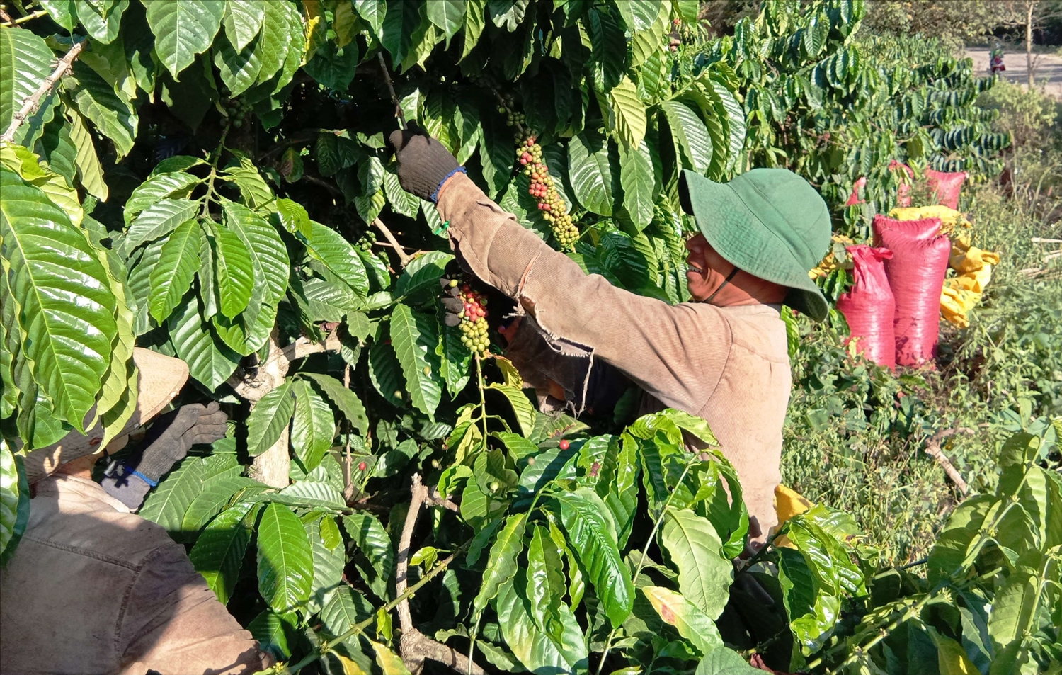 Tại khu vực Tây Nguyên, tổ KNCĐ đã tăng cường tư vấn, hỗ trợ hiệu quả người dân áp dụng quy trình sản xuất cà phê đảm bảo tiêu chuẩn chất lượng, an toàn thực phẩm đáp ứng nhu cầu của doanh nghiệp, thị trường