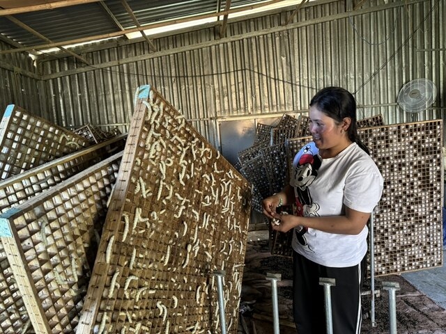 Sau khi được học nghề trồng dâu nuôi tằm, chị Cil K' Jôn đã phát triển kinh tế hiệu quả, mang lại nguồn thu nhập ổn định cho gia đình.
