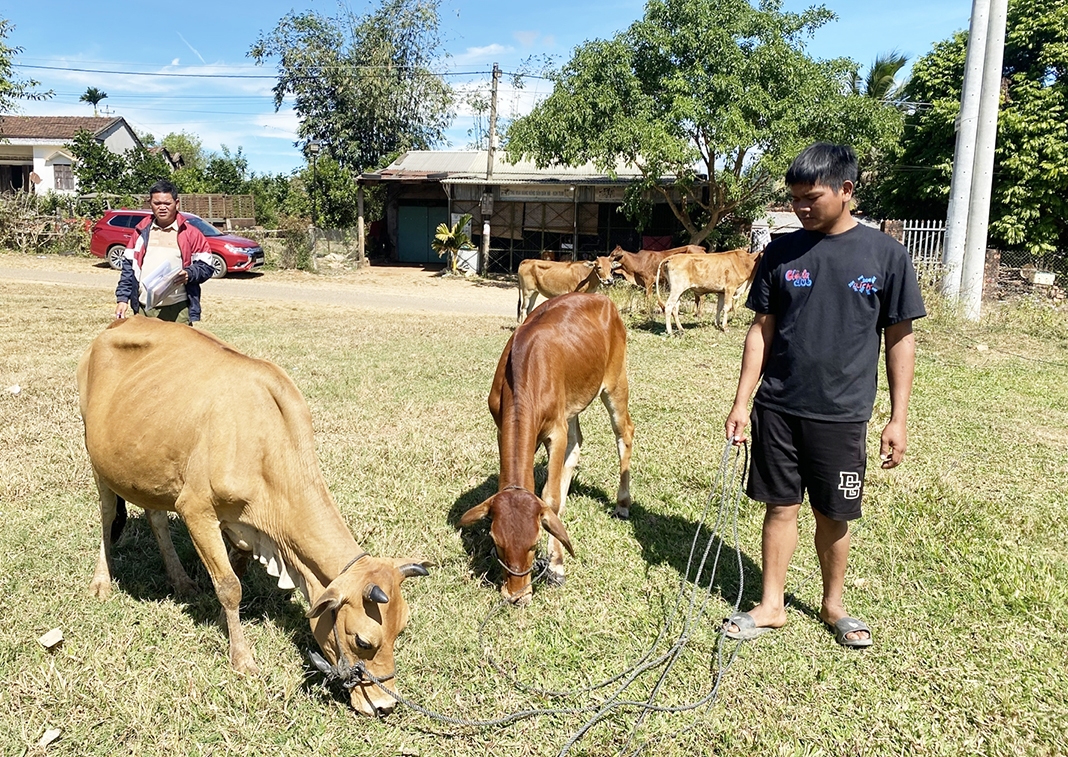 Anh A Quyết ở thôn Đăk Duông đã được nhận con bò cái sinh sản (bên trái) thay cho con bê (bên phải)