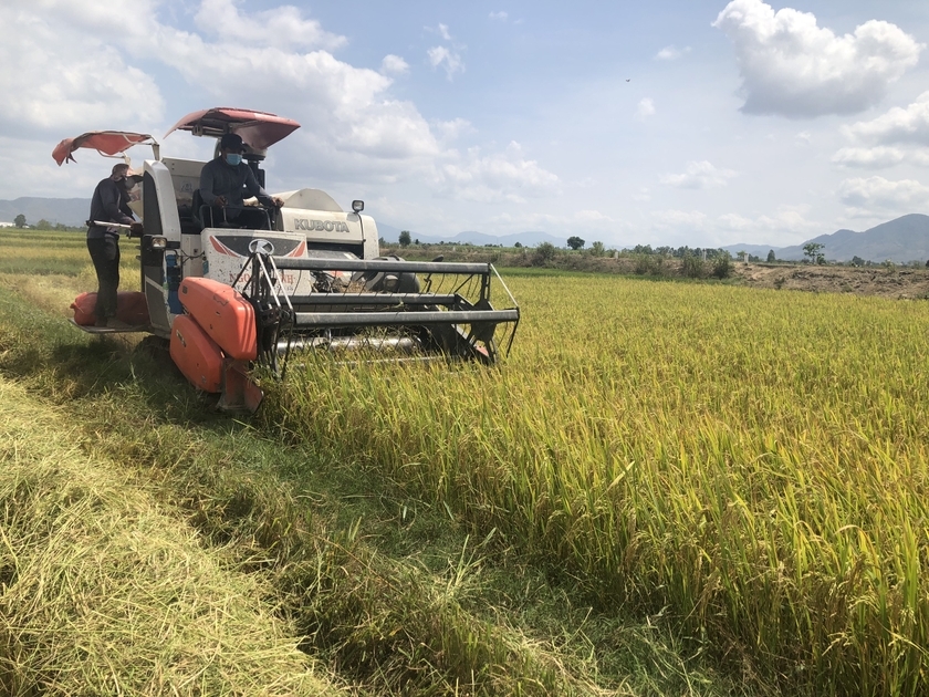 Người dân Ia Pa thu hoạch lúa vụ mùa 2023 bằng máy gặt đập liên hợp. Ảnh: L.N