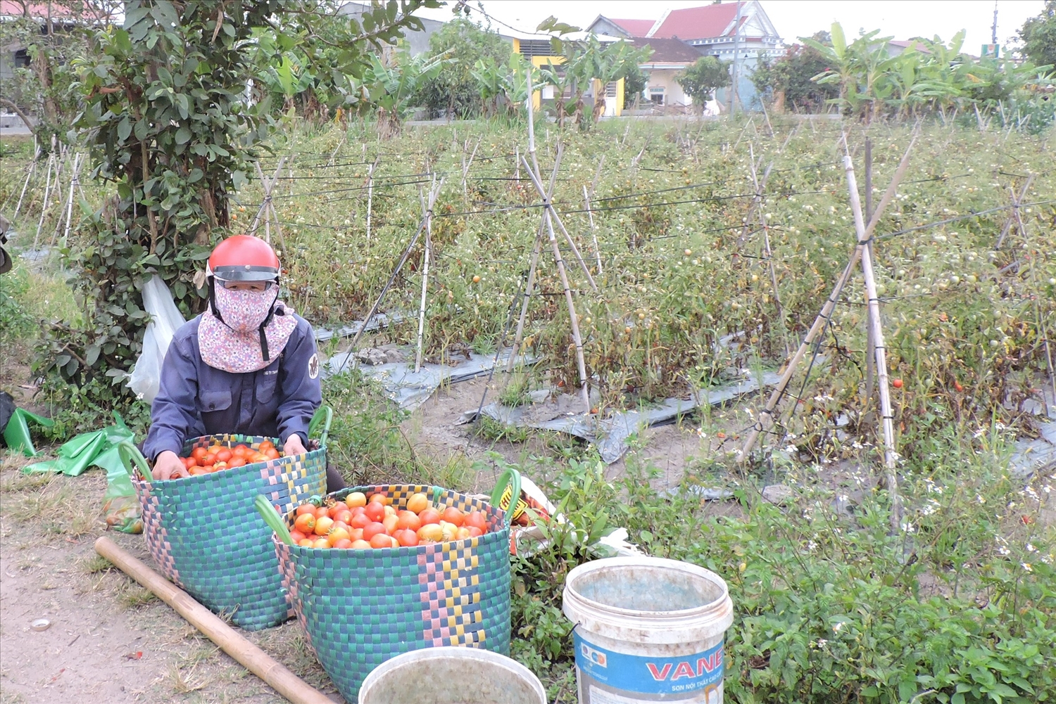 Huyện Đăk Hà đã vận động người dân chuyển đổi một số diện tích đất trồng lúa thường bị thiếu nước sang trồng rau màu cho hiệu quả kinh tế cao hơn. Ảnh: TH