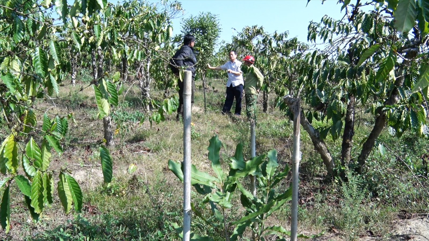 Một số gia đình trên địa bàn huyện Đăk Hà đã đầu tư phát triển diện tích cây mắc ca trồng xen trong vườn cà phê già cỗi