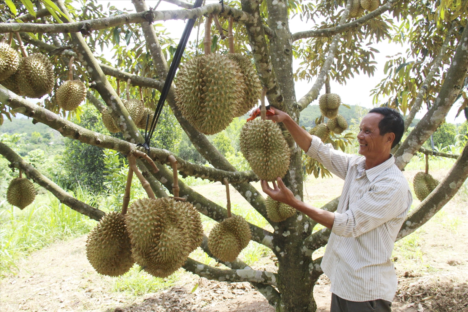 Cây sầu riêng đang được người dân Khánh Sơn đầu tư theo hướng nông nghiệp sạch, sản xuất theo tiêu chuẩn VietGAP đem lại giá trị kinh tế cao