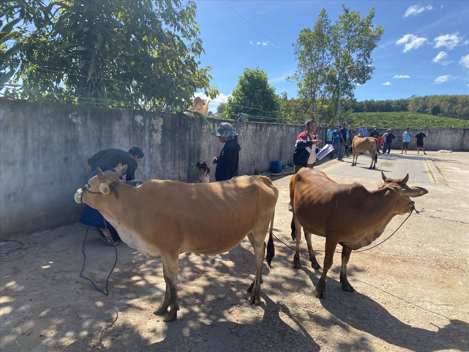 Chính quyền xã Ngọk Wang tổ chức đổi lại bò cho các hộ dân 