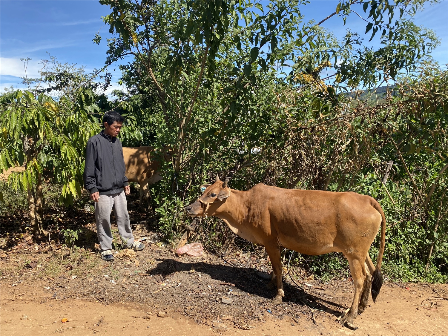 Anh A Ui ở thôn Đăk Duông phấn khởi khi được đổi lại đúng con bò cái sinh sản