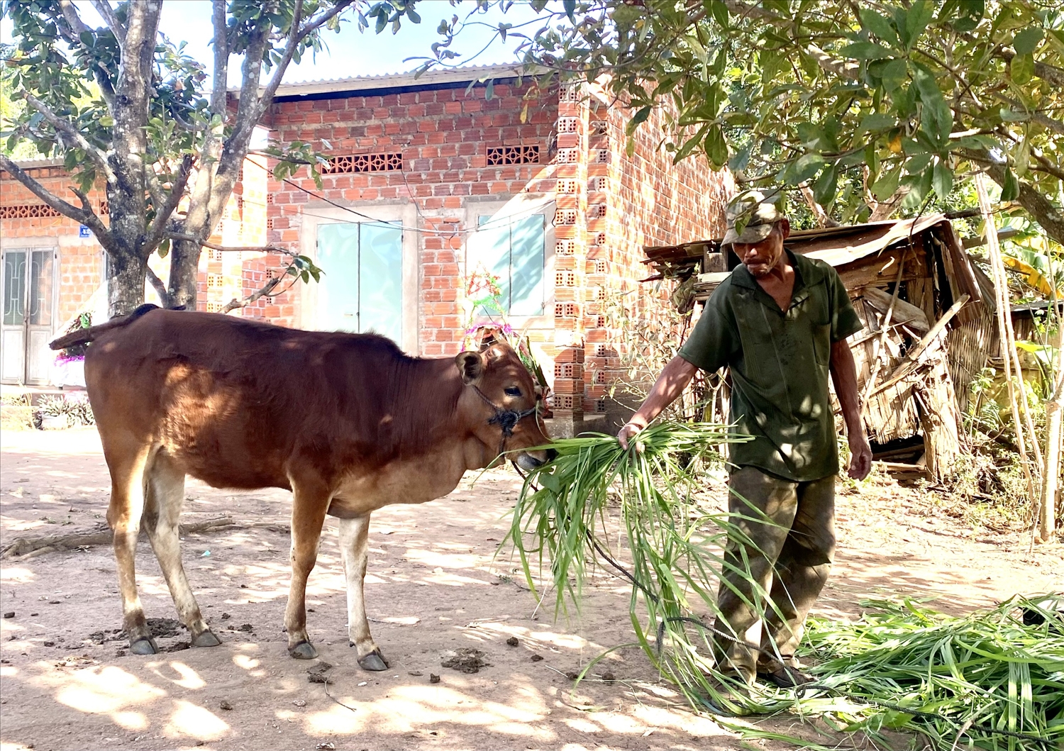 Ông A Phái ở thôn Kon Gu 2 chăm sóc con bò được xã hỗ trợ 