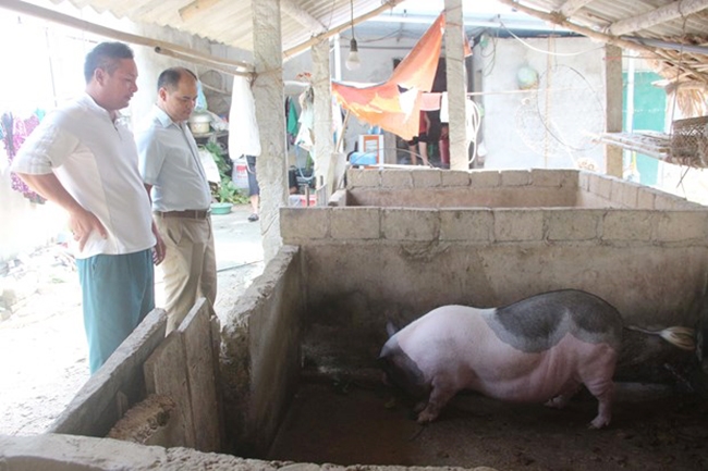 Chăn nuôi lợn nái sinh sản cho người dân xã Trung Yên, huyện Sơn Dương, tỉnh Tuyên Quang tăng thu nhập