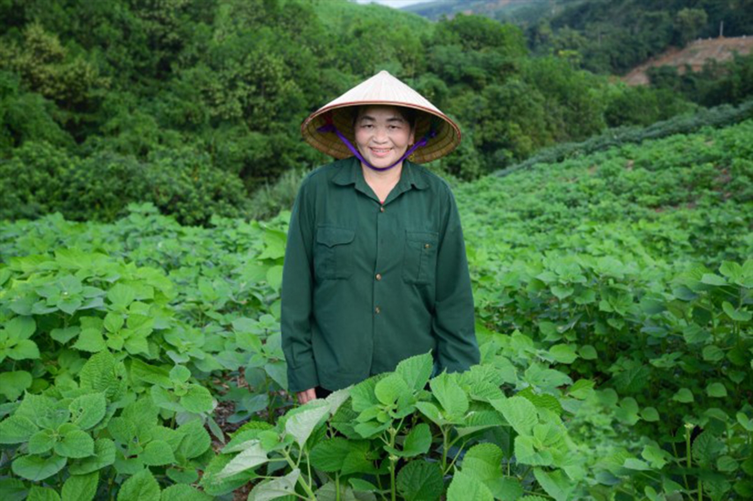Nhận thấy cây gai xanh có đầu ra và thu nhập ổn định, bà Phạm Thị Thanh (Cẩm Hoa, xã Cẩm Tú) đã mở rộng diện tích trồng gai lên hơn 19ha.