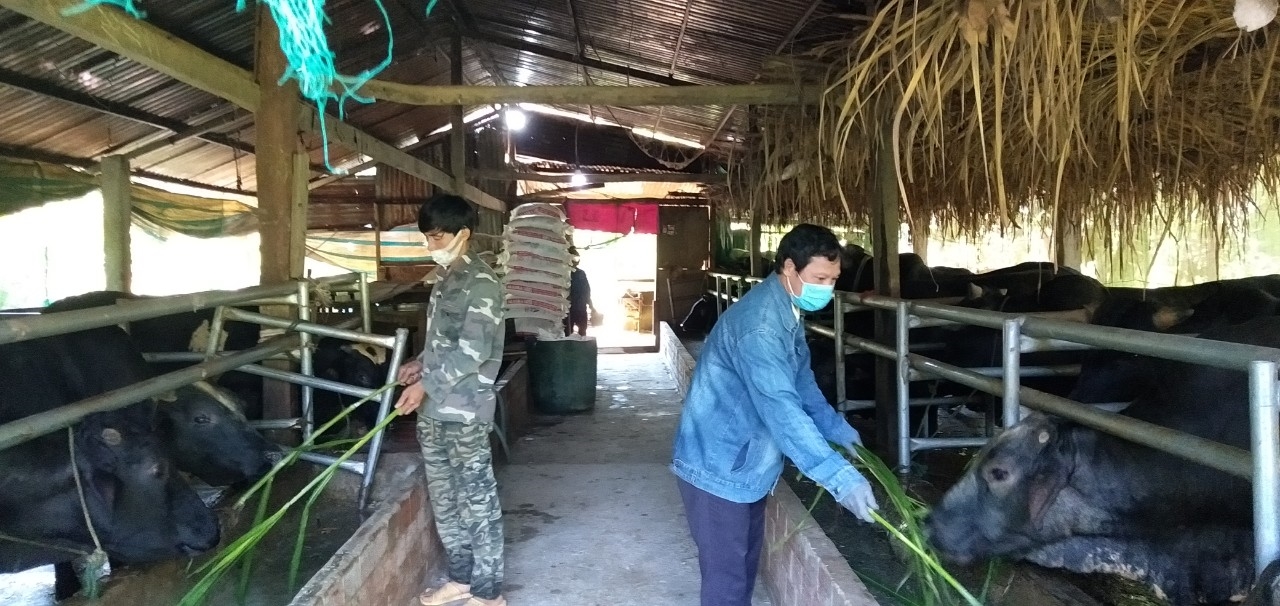  Việc chuyển đổi mô hình chăn nuôi bò 3B đã giúp gia đình anh Hưng có thu nhập ổn định.