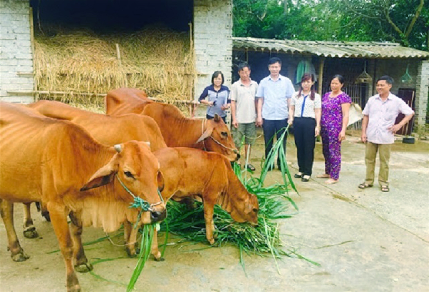 Hỗ trợ đồng bào dân tộc thiểu số phát triển chăn nuôi tại huyện Quan Sơn