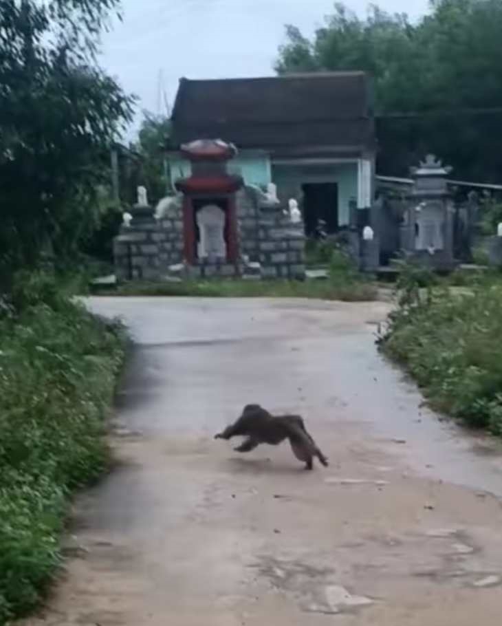 Khỉ xuất hiện và tấn công nhiều người bị thương ở Quảng Nam