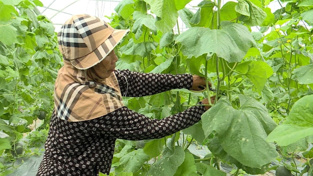 Công nhân HTX Nông nghiệp hữu cơ Thành Đạt chăm sóc cây dưa trồng trong nhà lưới