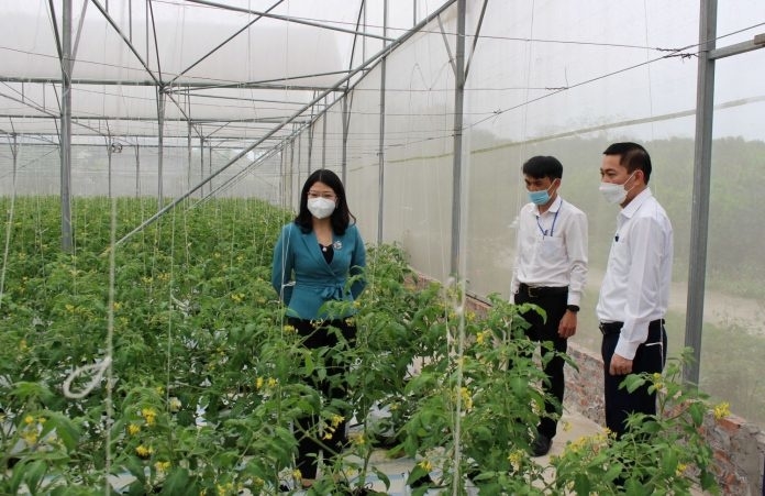 Lãnh đạo huyện Đầm Hà tham quan mô hình cà chua nhà màng của HTX Nông nghiệp hữu cơ Thành Đạt