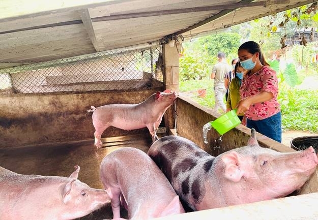 Đàn lợn của chị Vàng Thị Tuyết, bản Tân Lập, xã Si Pa Phìn sinh trưởng, phát triển tốt, lần lượt được xuất bán ra thị trường