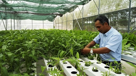 Nông dân Bình Phước chăm sóc mô hình trồng rau thủy canh ứng dụng công nghệ cao. 