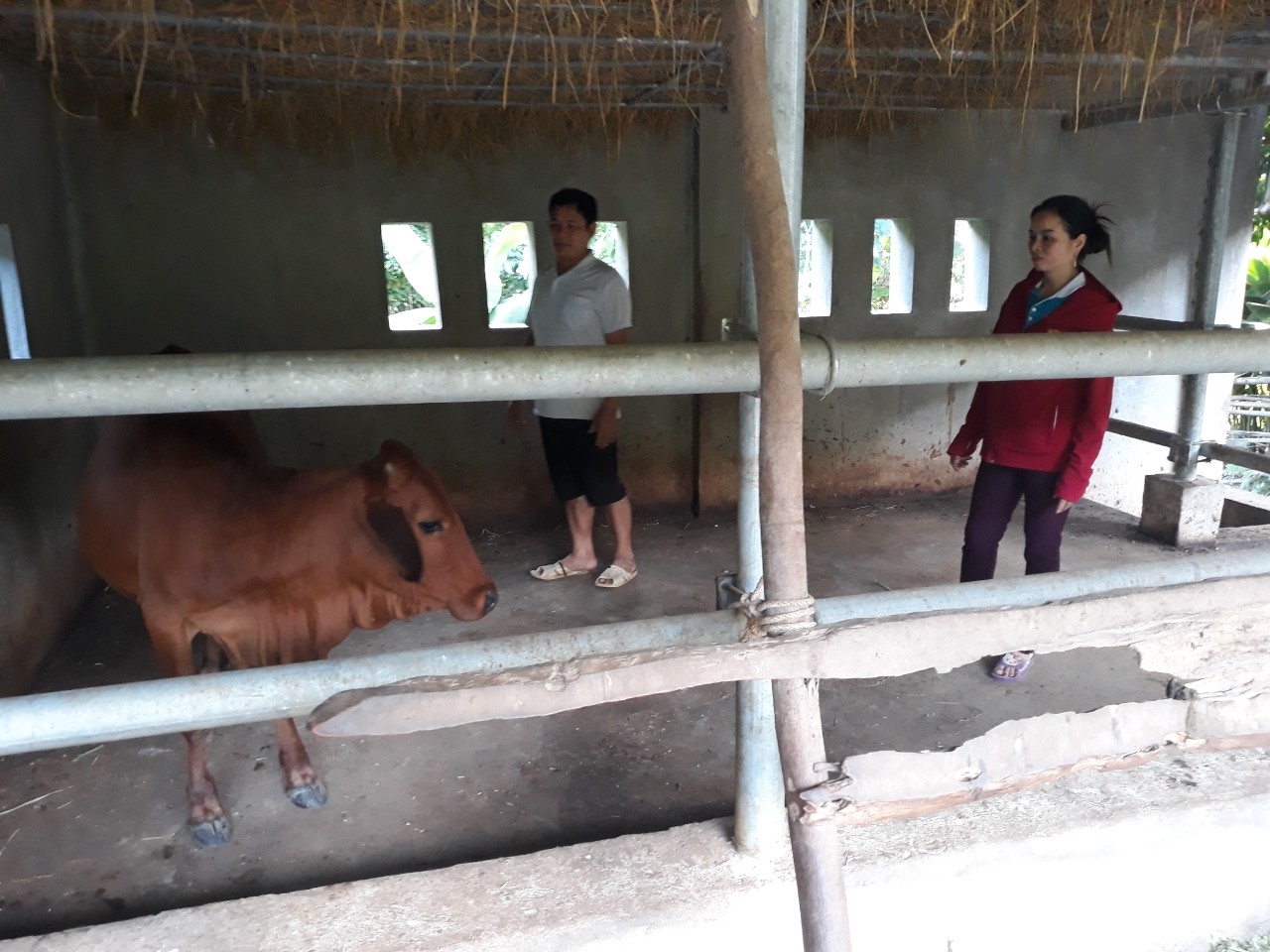 Trưởng bản Lương Thị Lan thăm mô hình nuôi bò nhốt của người có uy tín Lo Văn Cường