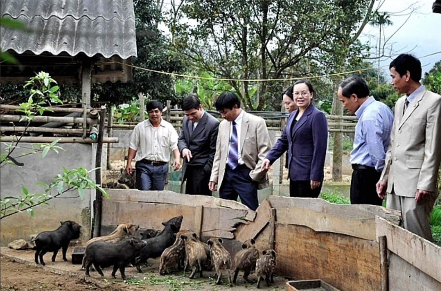 Đồng bào Mông ở Huồi Cọ phát triển chăn nuôi lợn bản địa