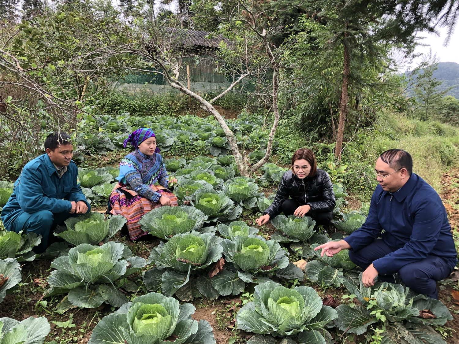 Bí thư Đảng ủy xã Bản Phố Lý Seo Sùng (ngoài cùng bên phải) thường xuyên xuống cơ sở vận động bà con chuyển đổi cây trồng vật nuôi nâng cao thu nhập