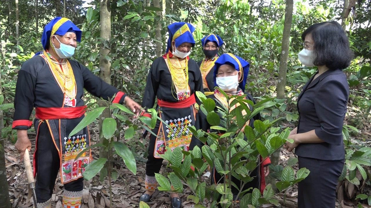 Người Dao xã Đồn Đạc, huyện Ba Chẽ trồng cây dược liệu dưới những tán rừng gỗ lớn