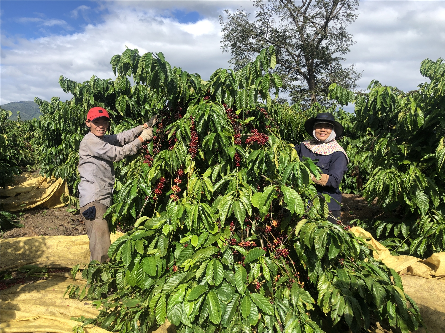 Vùng đất đỏ ba zan Gia Lai màu mỡ thích hợp phát triển nông nghiệp ứng dụng công nghệ cao với các loại cây trồng chủ lực như: cà phê, hồ tiêu, cây ăn trái